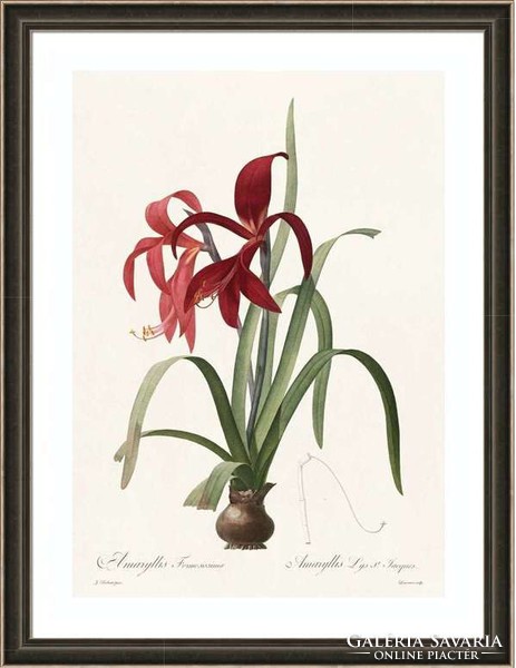 Liliomfélék amarillisz vörös virág szobanövény botanika illusztráció Redouté 1810 REPRODUKCIÓ nyomat