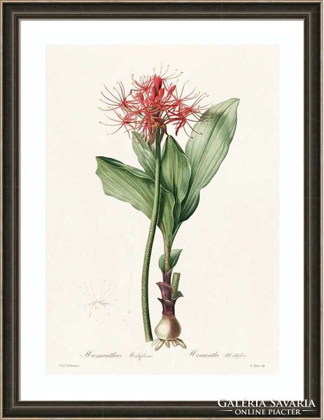 Liliomfélék vérvirág vörös bíbor hagymás botanikai illusztráció Redouté 1810 REPRODUKCIÓ nyomat