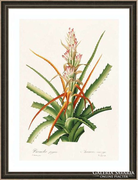 Bromélia trópusi növény színes levél régi botanikai illusztráció Redouté 1810 REPRODUKCIÓ nyomat