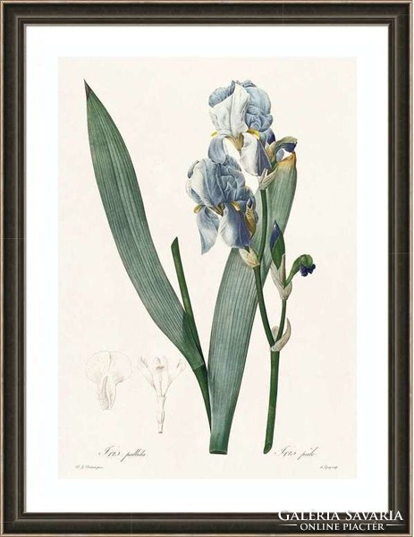 Dalmát nőszirom kék virágú írisz kerti növény botanikai illusztráció Redouté 1810 REPRODUKCIÓ nyomat