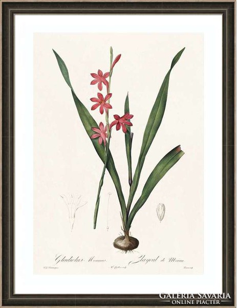 Liliomfélék gladiólusz vörös bíbor virág botanikai illusztráció Redouté 1810 REPRODUKCIÓ nyomat