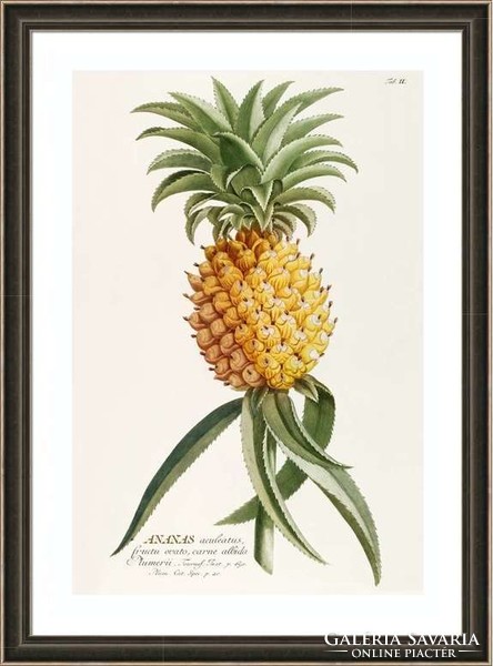 Ananász növény leveles egzotikus trópusi gyümölcs sárga G.Ehret Antik botanikai reprint nyomat