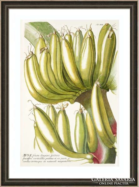 Banán rajz, trópusi ehető sárga gyümölcs termés latin G.Ehret Antik botanikai reprint nyomat
