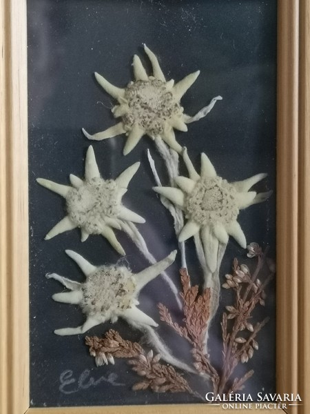 Eredeti, alpesi havasi gyopár, üveglap alatt, 11 x 9 cm