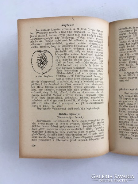 Mohácsy Mátyás: Őszibaracktermesztés 1951., első kiadás
