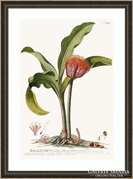 Vérvirág vörös piros egzotikus trópus növény zöld levél G.Ehret Antik botanikai illusztráció reprint