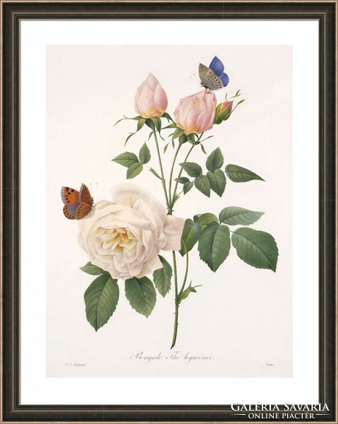 Lepkék, pillangók és rózsák, rózsaszín-fehér P.J. Redouté régi virágrajz REPRODUKCIÓ növény nyomat