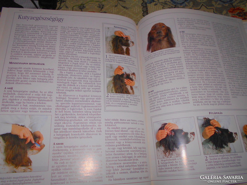 --- Golden dog book: david taylor-
