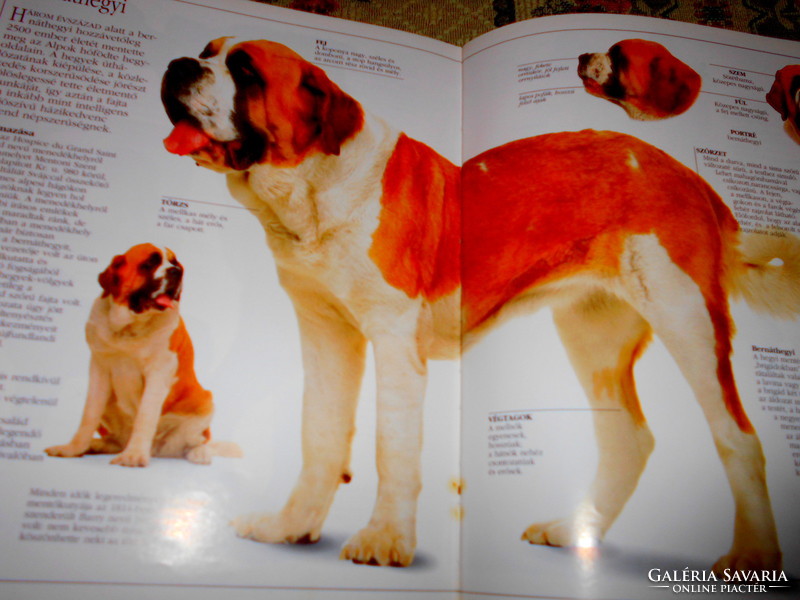 --- Golden dog book: david taylor-