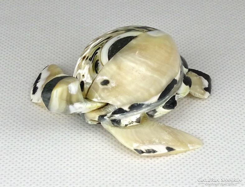1D573 Csiszolt kagylóhéj teknősbéka 6.8 cm