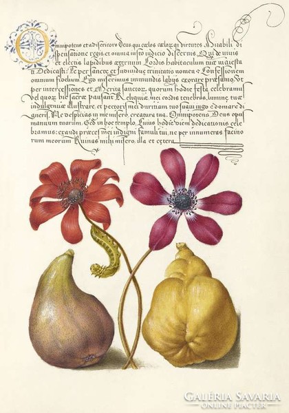 Mira Calligraphiae Monumenta antik kézirat kalligráfia reprint, gyümölcs füge birs mák virág nyomat