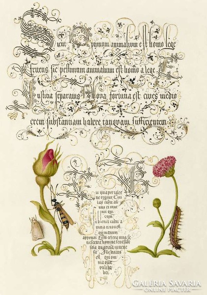 Mira Calligraphiae Monumenta antik kézirat kalligráfia reprint rózsa bimbó szegfű hernyó darázs
