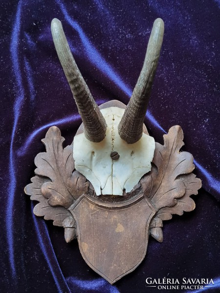 Antique chamois trophy on a hand-carved black forest trophy base