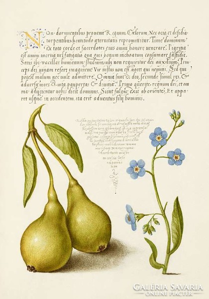 Antik grafika körte gyümölcs tavaszi békaszem kék virág rajz botanikai illusztráció reprint nyomat