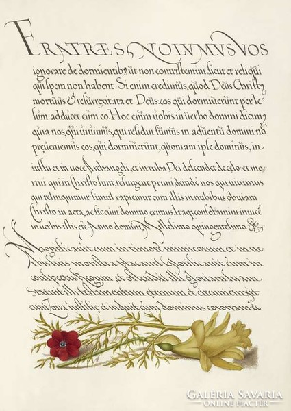 Antik grafika kézirat lap hérics piros vörös sárga virág rajz botanikai illusztráció reprint nyomat