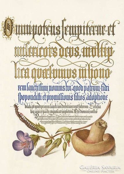 Mira Calligraphiae Monumenta kézirat arany kalligráfia reprint gomba százlábú féreg gólyaorr rajz
