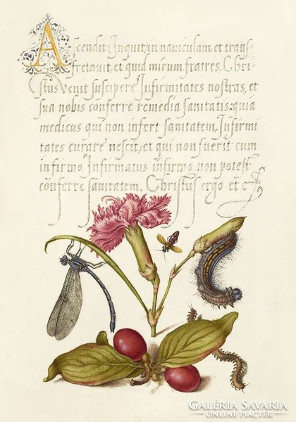 Mira Calligraphiae Monumenta kézirat díszes szöveg reprint szitakötő szegfű százlábú som hernyó méh