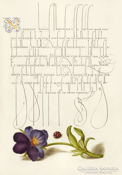 Mira Calligraphiae Monumenta kézirat díszes szöveg reprint pöttyös katica bogár háromszínű árvácska