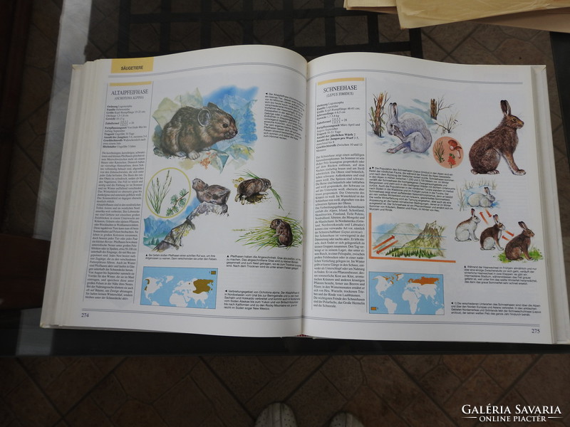 Königreich der tiere - large German picture book about animals