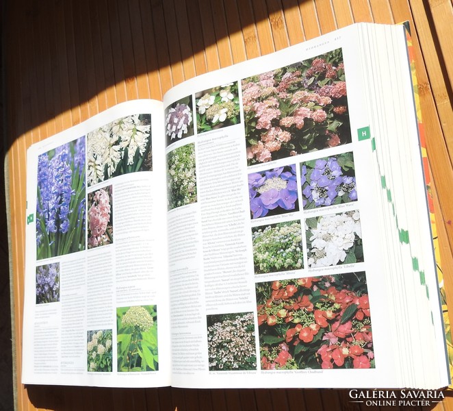 BOTANICA  _ Das Abc der Pflanzen 10.000 Arten in Text und Bild