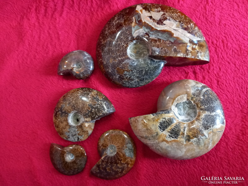 Madagaszkári hibátlan irizáló ammoniteszek 3cm- 5cm ig