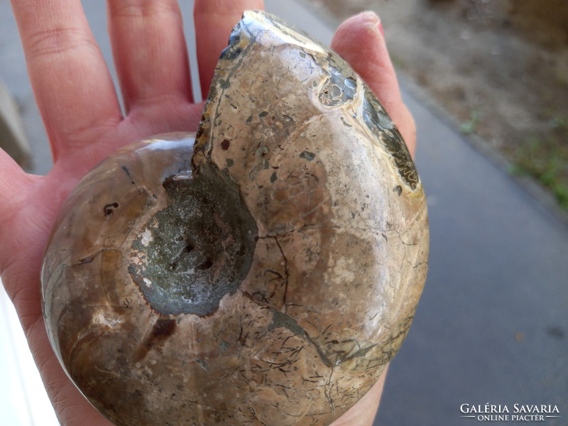 Madagaszkári hibátlan irizáló ammoniteszek 3cm- 5cm ig