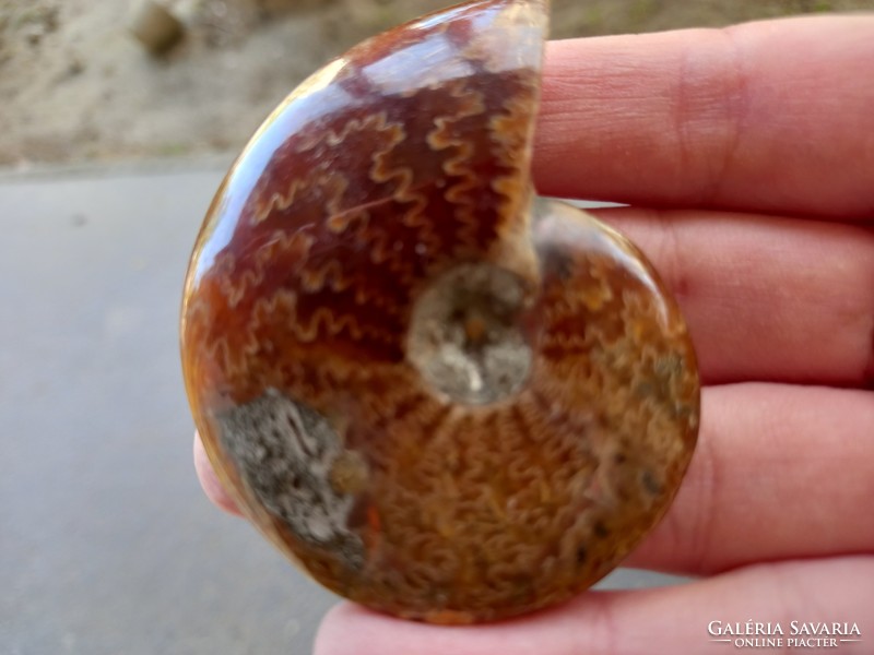 Madagascar flawless iridescent ammonites up to 3cm-5cm