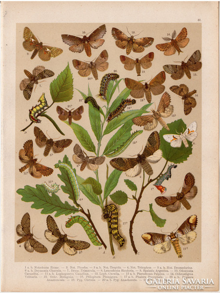 Magyarország lepkéi (31), litográfia 1907, nyomat, lepke, pillangó, hernyó, Notodonta Ziczac, Phoebe