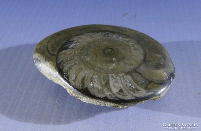 0A482 Megkövesedett tengeri csiga őskövület