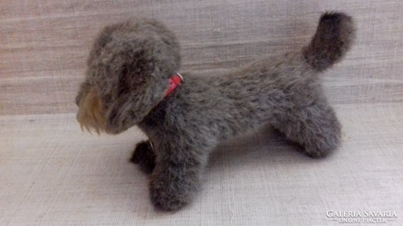 Old mohair dachshund dog in good condition