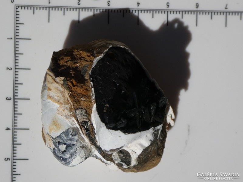 Természetes Vivianit kristályok megkövesedett tengeri kagylóban. Ritka ásványgyűjteményi darab. 75 g