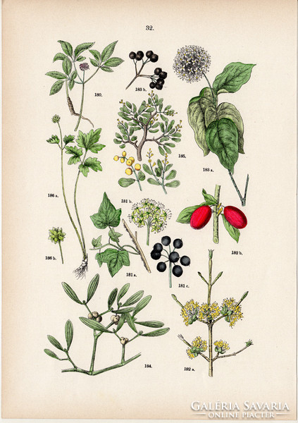 Aráliafélék, borostyán, húsos som, fehér fagyöngy litográfia 1884, német, eredeti, növény, virág