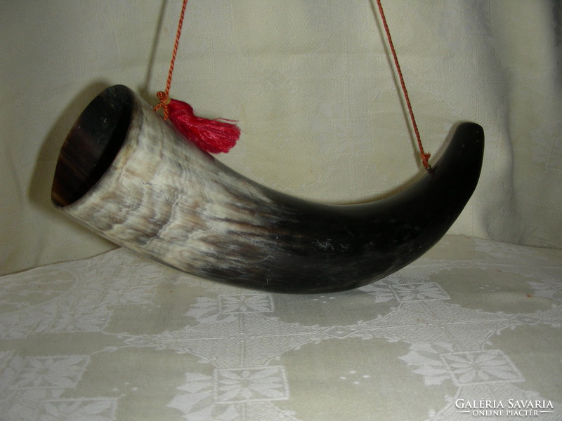Cattle thorn horn / shepherd horn