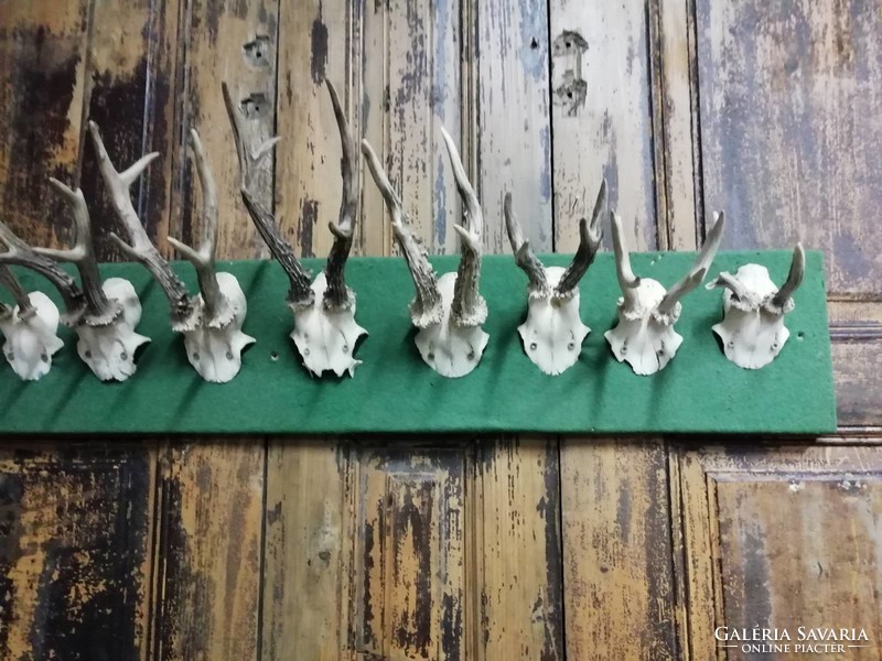 Trophy collection, deer antlers from the 70s