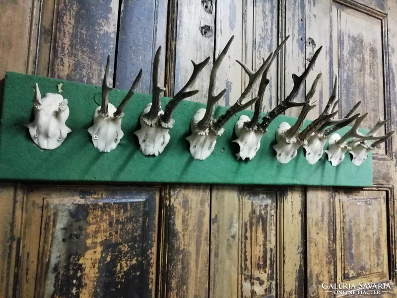 Trophy collection, deer antlers from the 70s