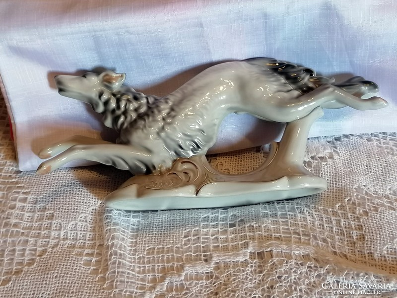 Large size greyhound dog with porcelain nipple