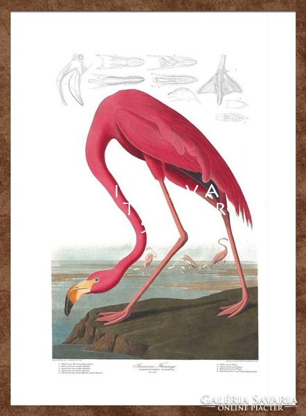 Amerikai rózsaszín flamingo madaras nyomat, J. J. Audubon Amerika madarai 1826-38 vintage reprint
