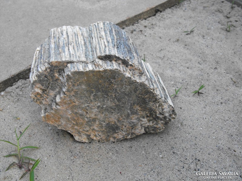 Ritka Nagy 20x13cm Több 1000 éves Meg kövesedett Fa tuskó kő fakő szikla képződmény
