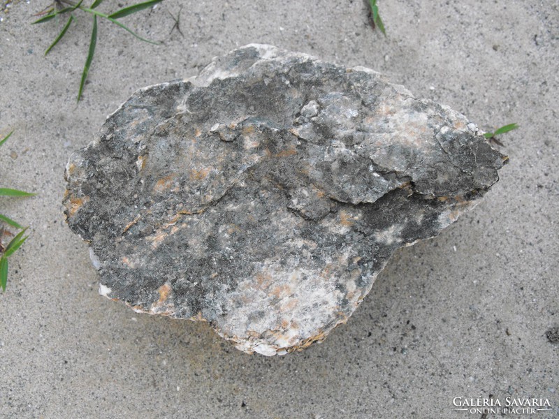 Ritka Nagy 20x13cm Több 1000 éves Meg kövesedett Fa tuskó kő fakő szikla képződmény