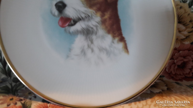 Foxi kutyás porcelán tányér, fali tányér