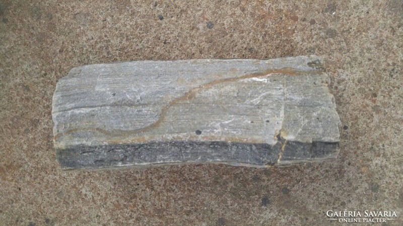 Rarity! More than 1000 years old fossilized wood stone wood stone formation