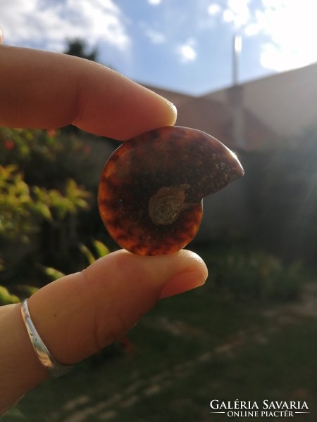 Ammonitesz őskövület, fosszília 6