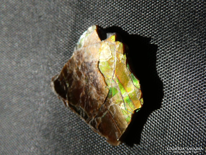 Ammolite, an ammonite fossil residue converted to natural aragonite. Collection piece.