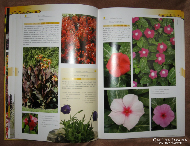Large flower lexicon for garden plants from a to z