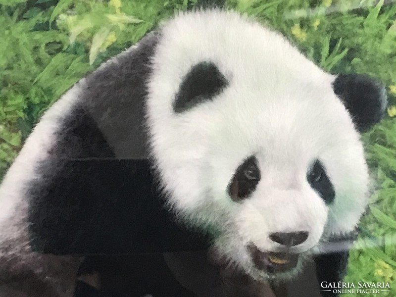 Panda kép gyapjúból mahagóni kerettel, 37 x 32 cm