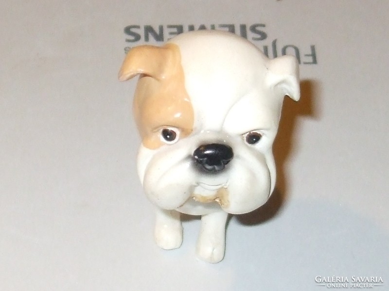 MINIATÜR  BULLDOG KUTYA.