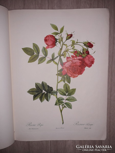 The best of redoutés roses rose book with 20 extraordinary prints lithography