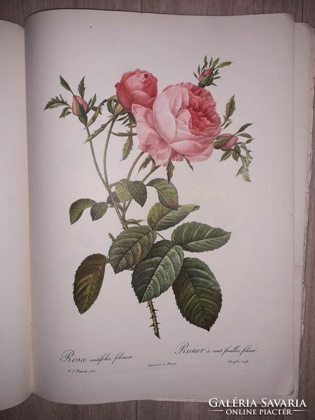 The best of redoutés roses rose book with 20 extraordinary prints lithography