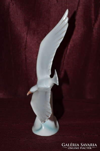 Ravenhouse gull (dbz 0072)