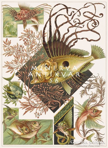 Fantastic fish a.Seder 1896 Art Nouveau print reprint, scorpion fish, sea plants